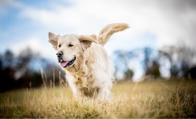 ​Kom alles te weten over de geliefde golden retriever