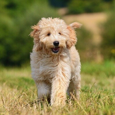 Is jouw labradoodle vatbaar voor oorontsteking? Lees hier hoe dat komt en wat je ertegen kunt doen...