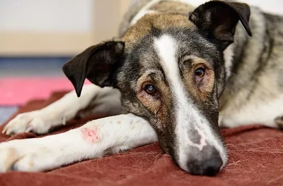 De 3 meest voorkomende huidproblemen bij honden...