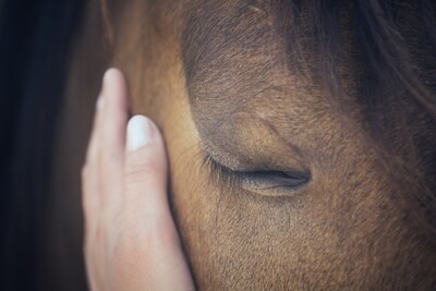 Keep Your Horse&#39;s Eyes Healthy: Vetericyn&#39;s Solution for Pink Eye