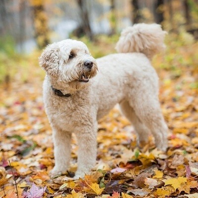 Do Goldendoodles Shed?