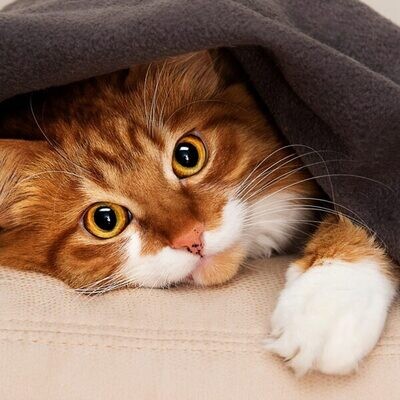 My Cat’s Eye Is Swollen, What Does This Mean?