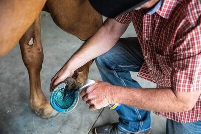 Horse Hoof Cleaning: A Helpful Guide