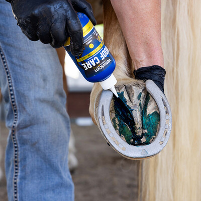 What Causes Seedy Toe in Horses?