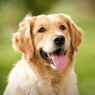 3 Golden Retriever Skin Issues and How to Treat Them