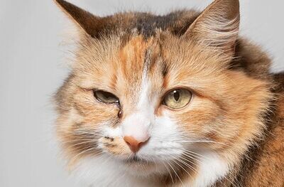 ​Why Are My Cat’s Eyes Watering?