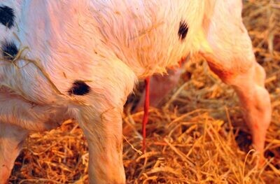 Prevent Navel Infections in Newborn Livestock: A Comprehensive Prevention Plan