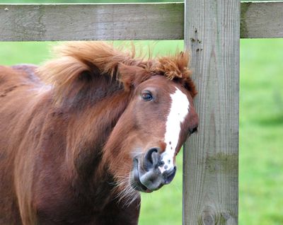Sweet Itch in Horses: Estimates for the Netherlands and Effective Treatments
