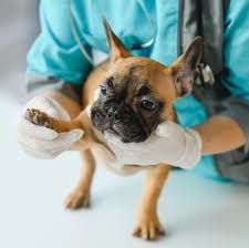Dog Arthritis Symptoms