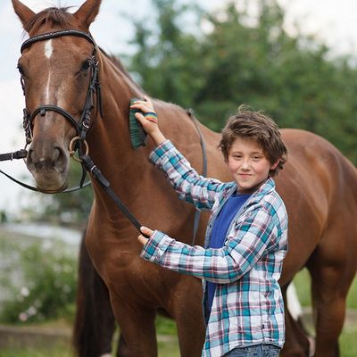 Horse Grooming: Tips and Advice for a Healthy and Radiant Horse