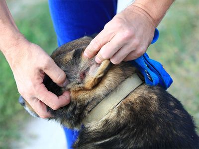 ​6 Signs of Ear Mites in Dogs