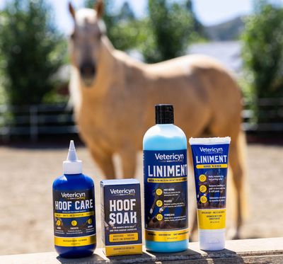 Equine Mobility