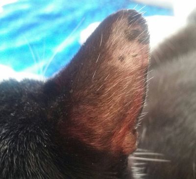 Cat Losing Hair on Ears? What It Means and How to Help