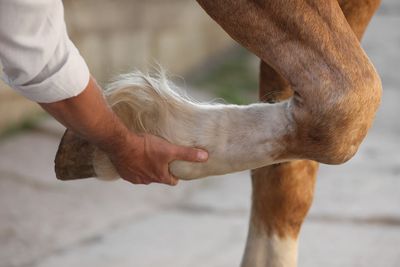 Arthritis in Horses: Symptoms, Treatments, and Prevention Tips