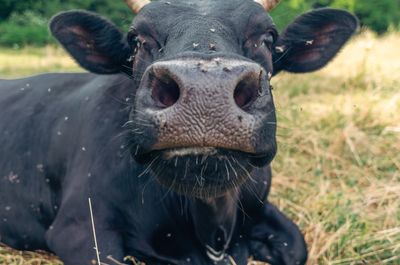 10 Steps to Prevent Flies on Cattle: Causes, Risks &amp; Proven Solutions