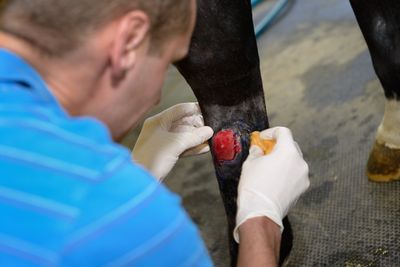Proud Flesh in Horses: Causes, Treatment &amp; Prevention