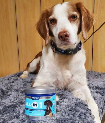 ALL-IN Senior – Complete Support for Older Dogs