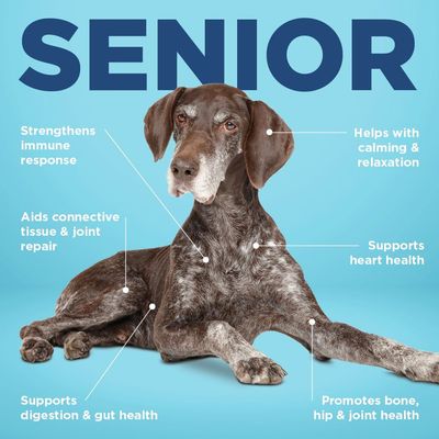 The Senior Stage: Nutritional Needs of Older Dogs and the Role of ALL-IN Senior