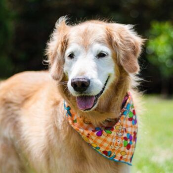 Old Dog Skin Problems: Causes and Treatments