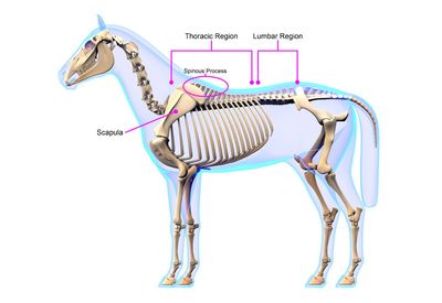 All About Horse Withers: Anatomy, Care and Common Issues