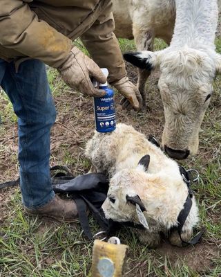 Umbilical Care in Newborn Animals: The Safe Alternative to Iodine