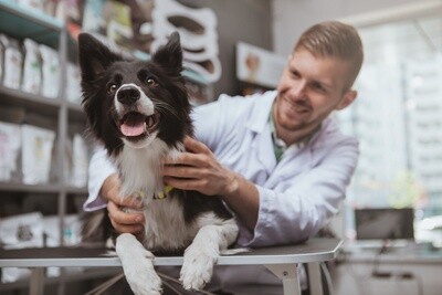 Veterinarian | Vetericyn VF
