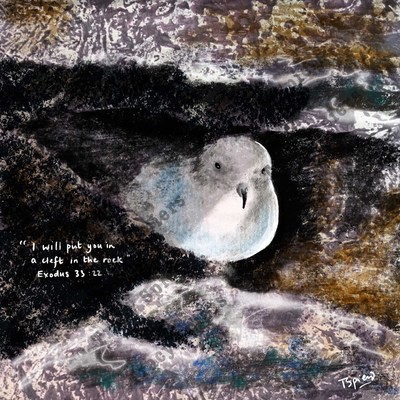 Dove in rock