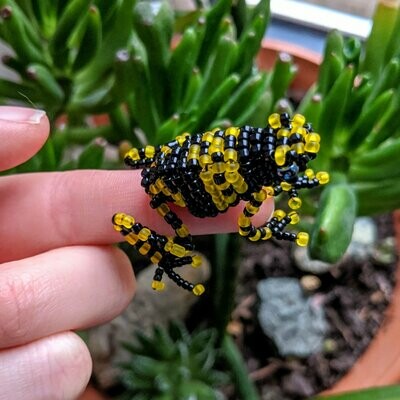 Dendrobates leucomelas (Yellow-Banded Poison Dart Frog)