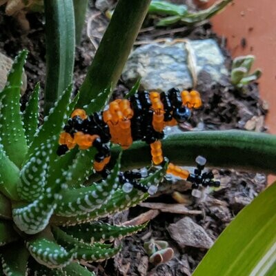 Oophaga lehmanni (Lehmann's Poison Frog)