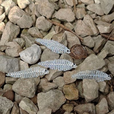 Eel Larvae (Leptocephali)