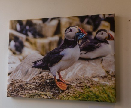 Puffin with Fish