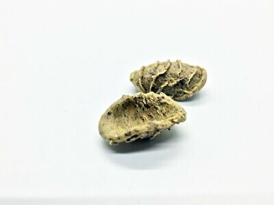 Pasta BIO PROTEICA +FIBRE: ORECCHIETTE 500g