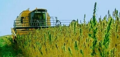 SEMENTE DI CANAPA CERTIFICATA