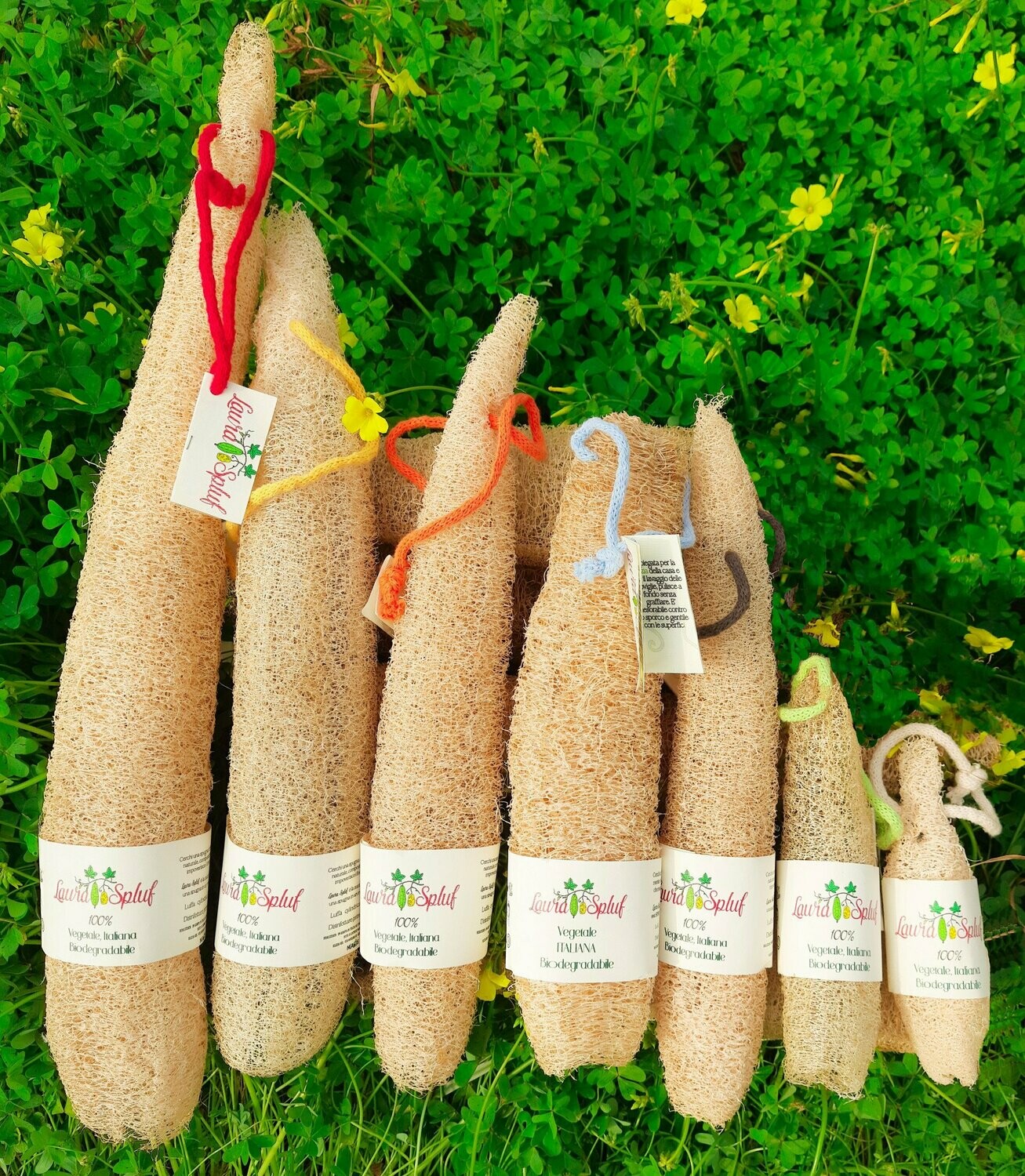 Luffa  italiana INTERA  -Laura Spluf-