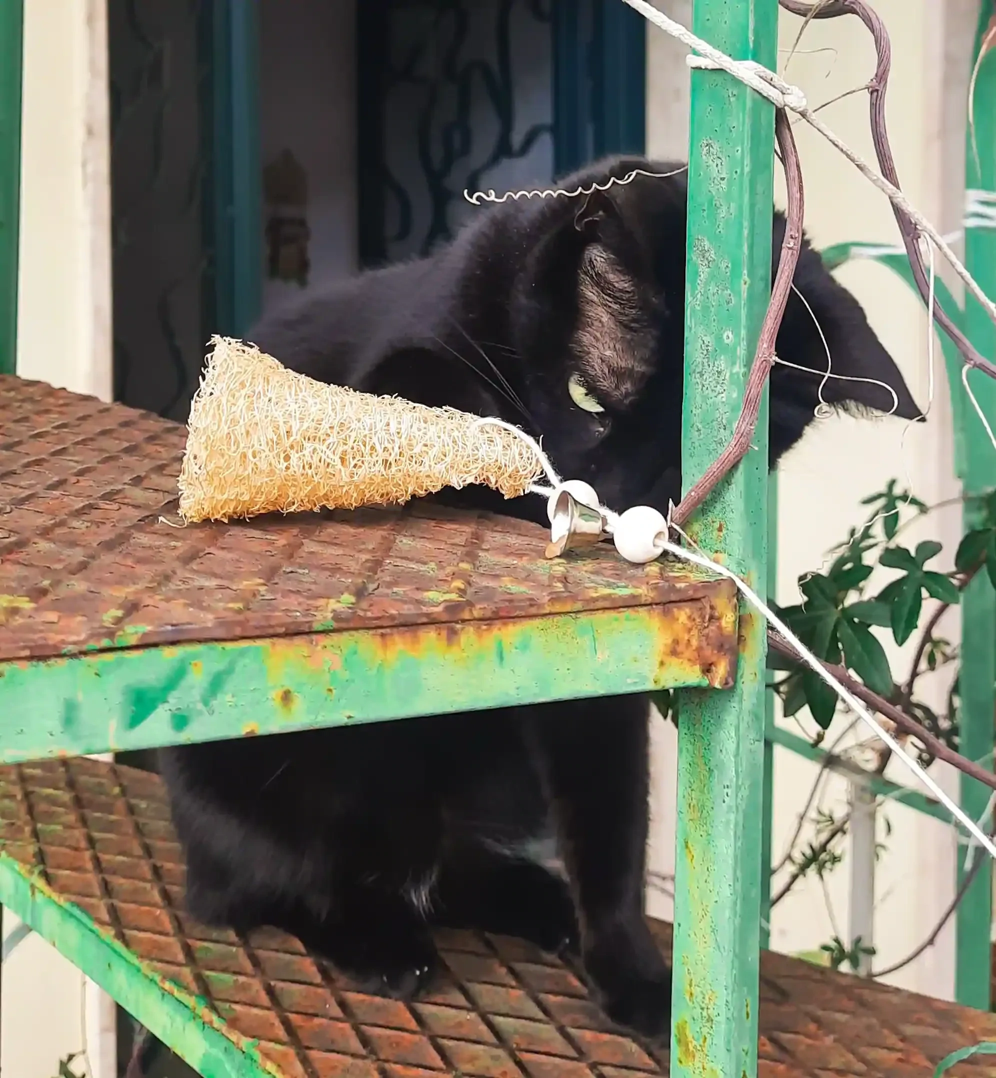 Topo in Luffa -Laura Spluf