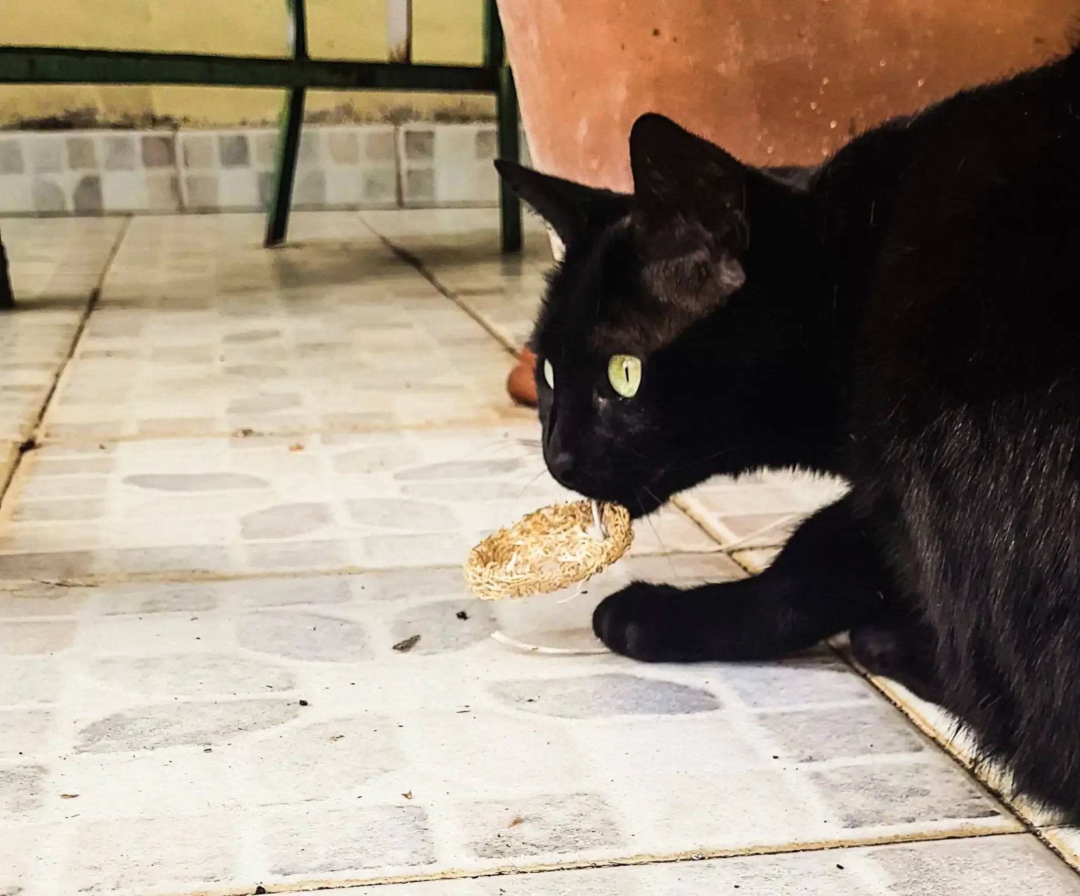 Pet Sponge Kit  set 5 pz.  -Laura Spluf-