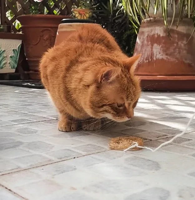 Cat Wheel -Laura Spluf