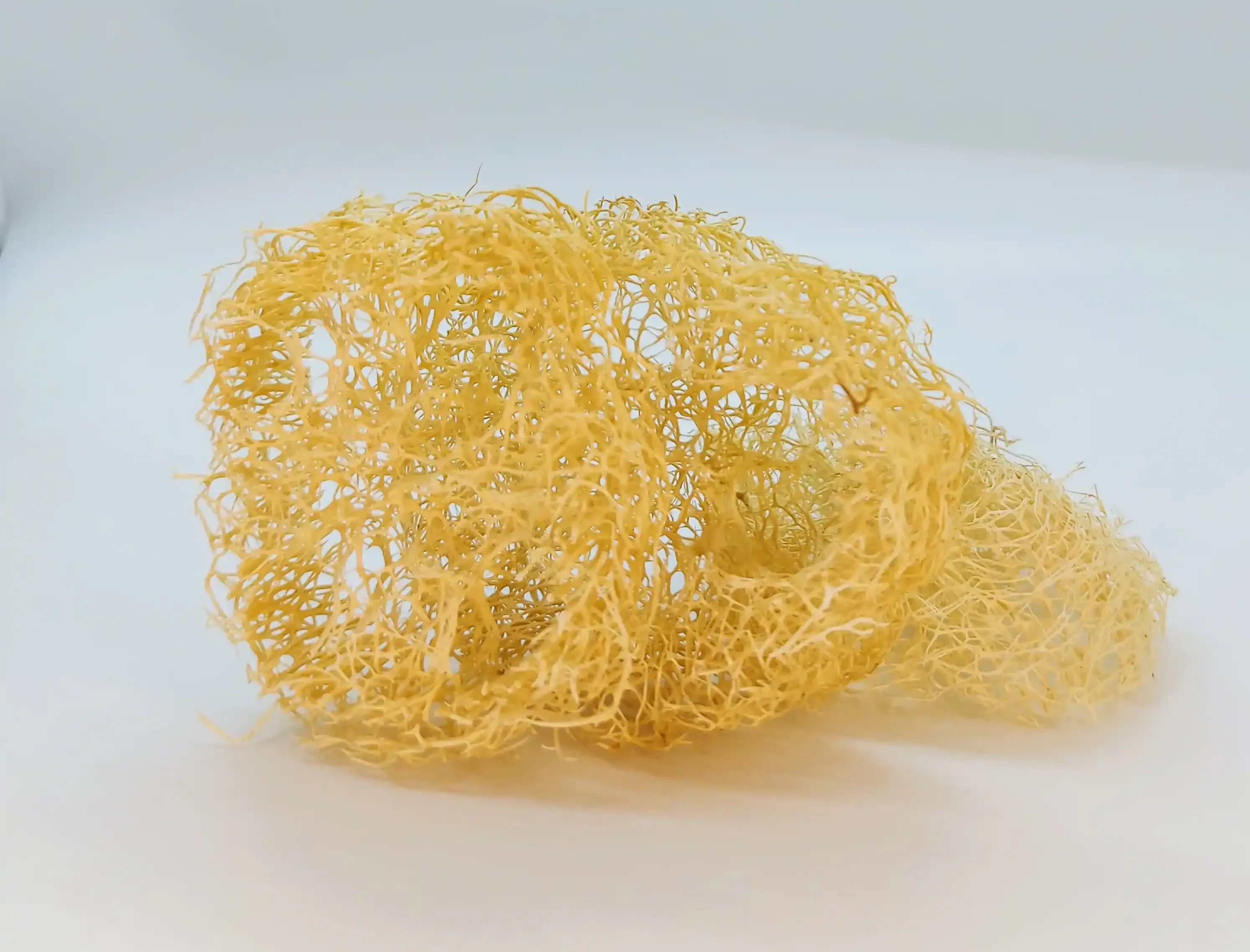 Cat Wheel -Laura Spluf