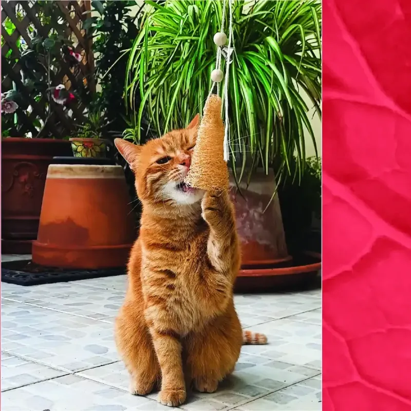 Topo in Luffa -Laura Spluf Topo in Luffa -Laura Spluf