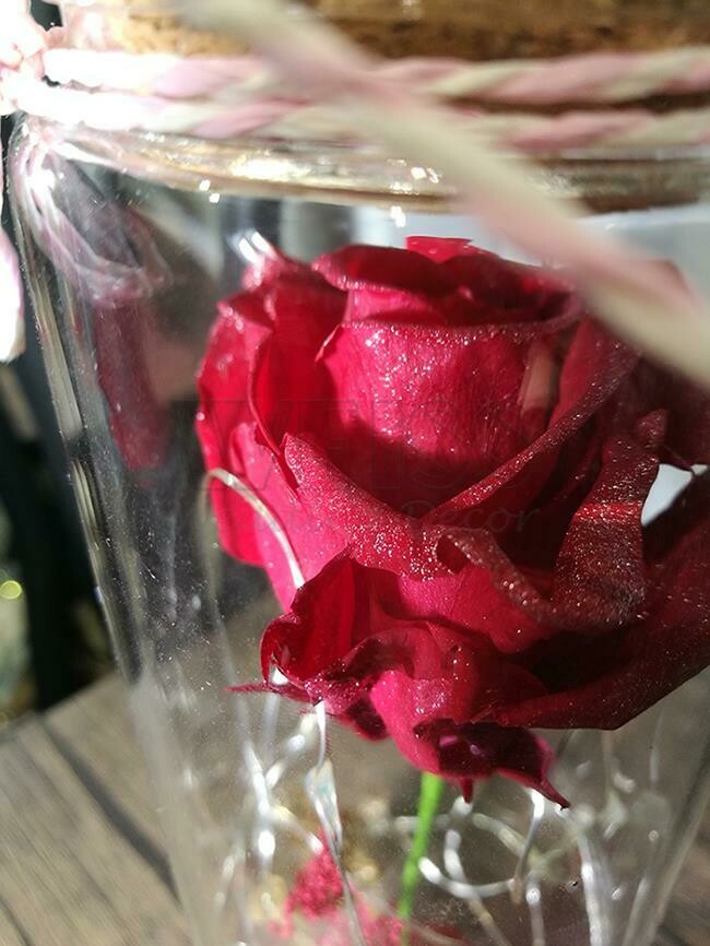 PRESERVED FLOWER (By: Weiss Flora &amp; Gift From JB)