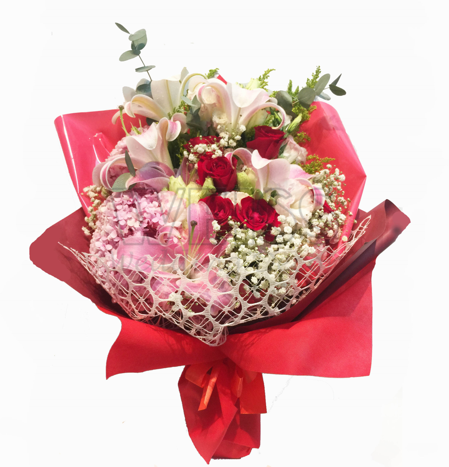 STAR GAZAR (By: Weiss Flora &amp; Gift From JB)
