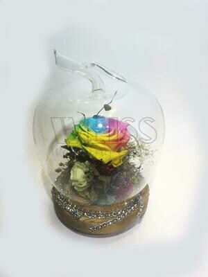 PRESERVED RAINBOW ROSE (By: Weiss Flora &amp; Gift From JB)