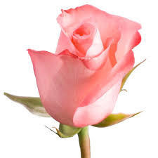 Solid Color Rose- Assorted Colors First Come First Serve