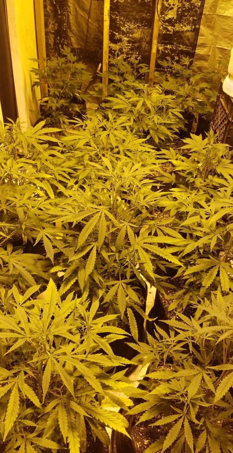 Adopt a Plant