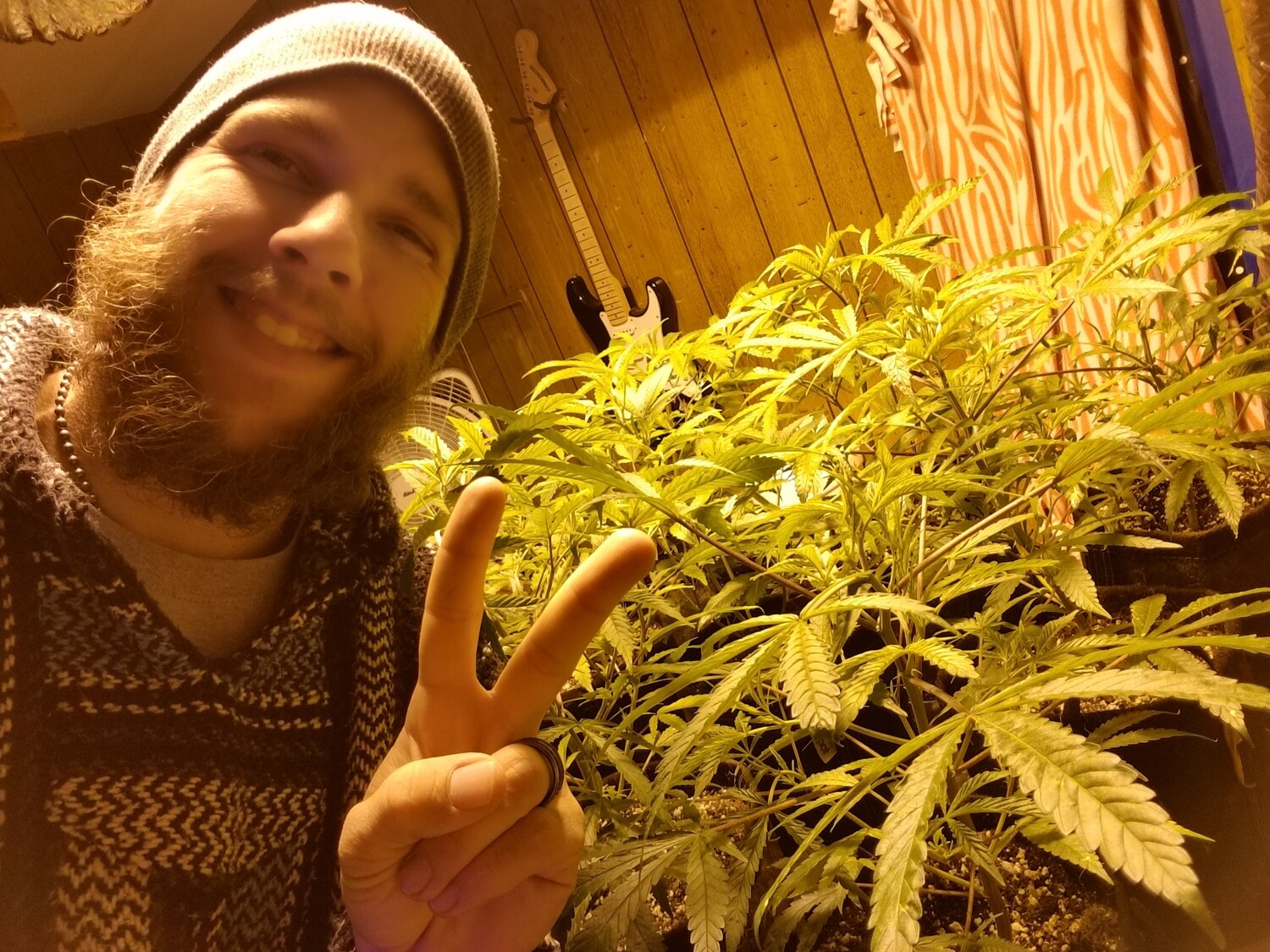 Clones (Available to licensed hemp growers)