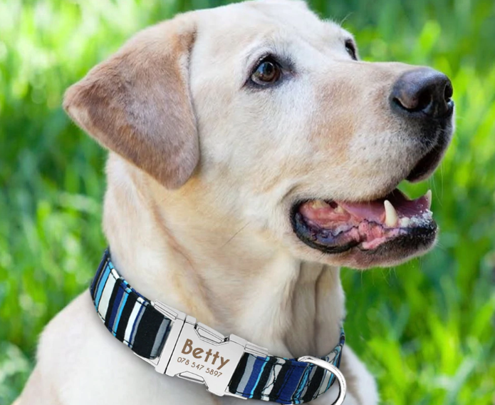Customized dog collar|Adjustable dog collar|Personalized dog collar|Dog nameplate|Dog collar name tags