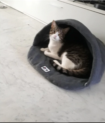 Beds for small dogs|Dog beds for small dogs|Beds for small puppies|Puppy beds for small dogs|Pet beds for small dogs|Small pet beds for cats|Warm winter dog beds
