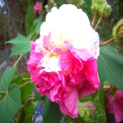 Hibiscus Confed. Rose - 5 +Unrooted Cuttings