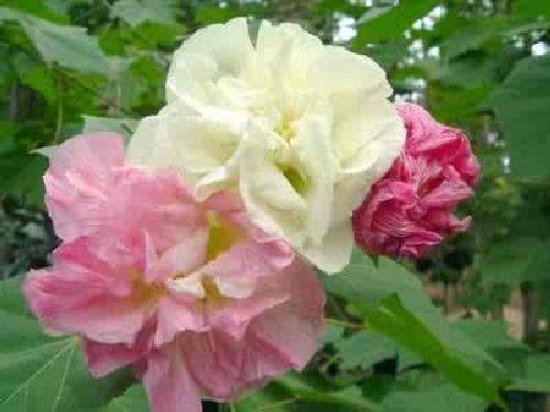 Hibiscus Confed. Rose - 5 +Unrooted Cuttings