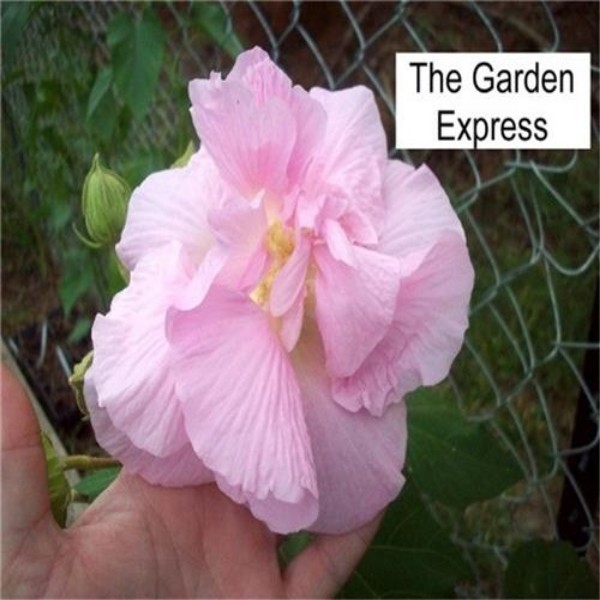 Hibiscus Confed. Rose - 5 +Unrooted Cuttings